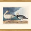 Audubon's Watercolors Octavo Pl. 381, Snow Goose