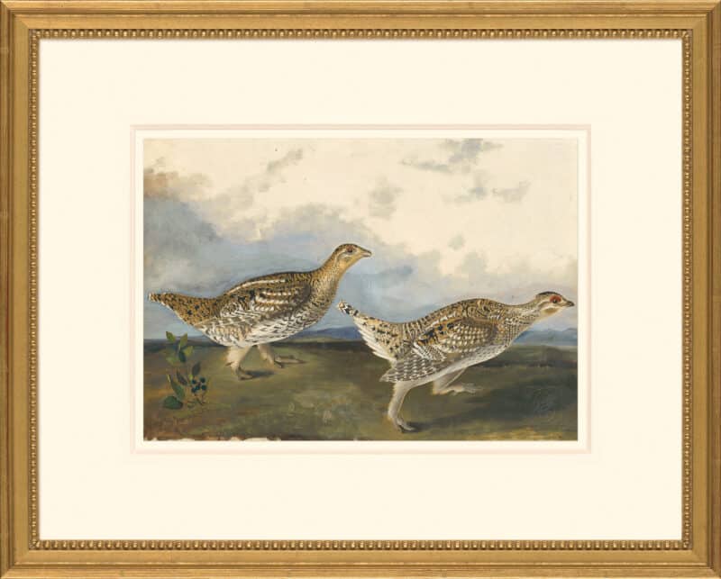 Audubon's Watercolors Octavo Pl. 382, Sharp-tailed Grouse