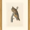 Audubon's Watercolors Octavo Pl. 383, Long-eared Owl