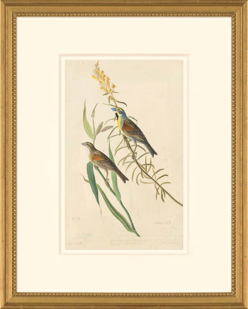 Audubon's Watercolors Octavo Pl. 384, Dickcissel