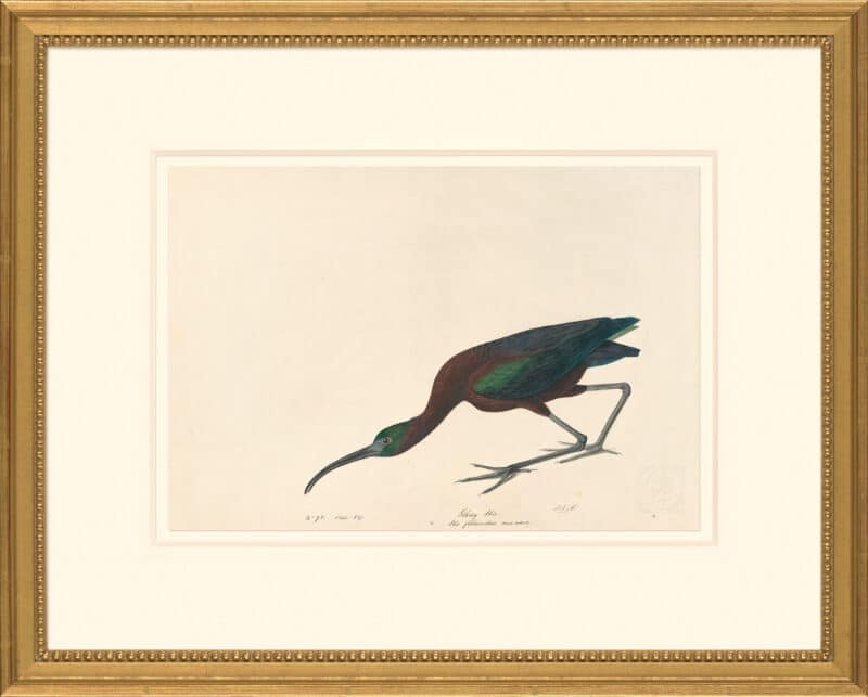 Audubon's Watercolors Octavo Pl. 387, Glossy Ibis