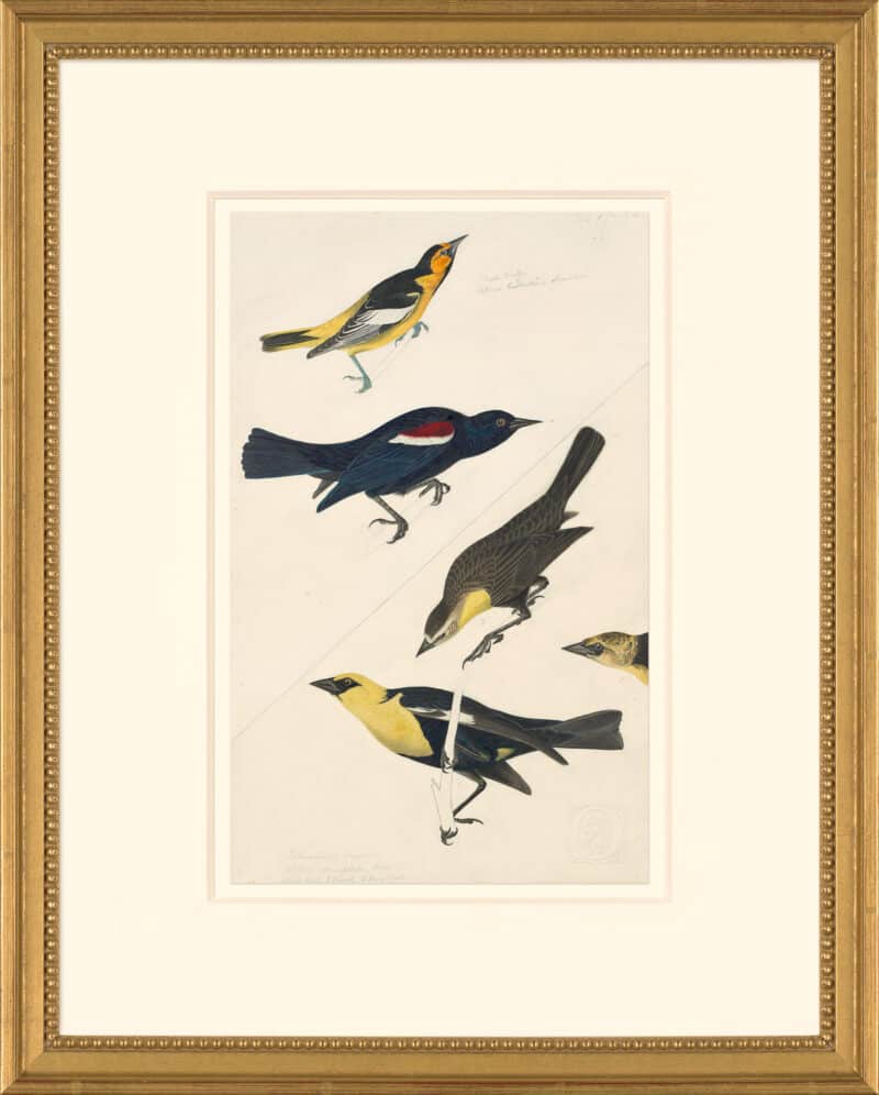 Audubon's Watercolors Octavo Pl. 388, Northern Oriole, Tricolored Blackbird, Yellow-headed Blackbird