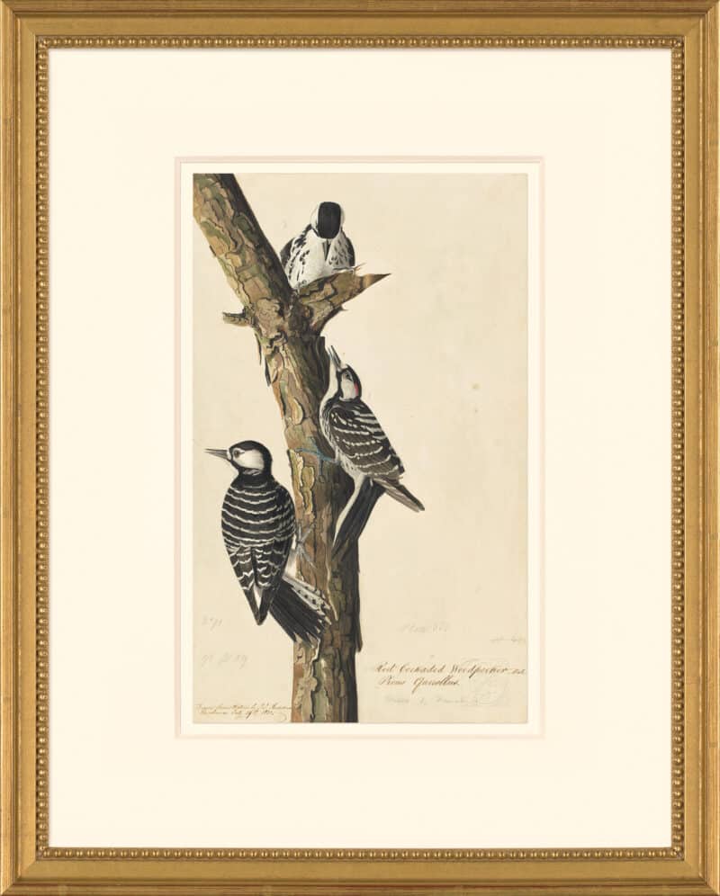 Audubon's Watercolors Octavo Pl. 389, Red-cockaded Woodpecker