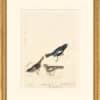 Audubon's Watercolors Octavo Pl. 390, Lark Bunting and Song Sparrow