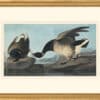 Audubon's Watercolors Octavo Pl. 391, Brant Goose