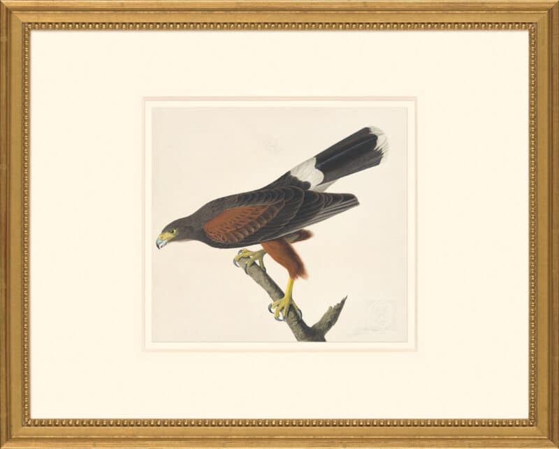 Audubon's Watercolors Octavo Pl. 392, Harris' Hawk