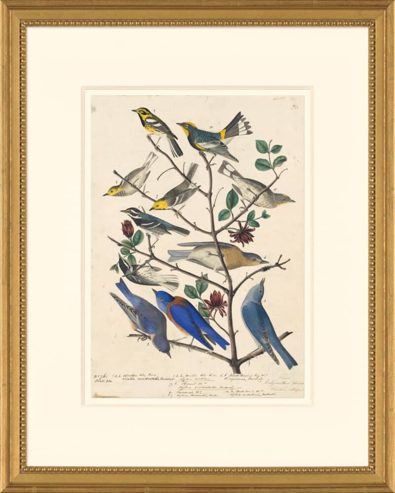 Audubon's Watercolors Octavo Pl. 393, Townsend's Warbler, Mountain Bluebird, Western Bluebird, et al