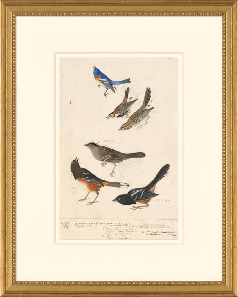 Audubon's Watercolors Octavo Pl. 394, Lazuli Bunting, Chestnut-collared Longspur,  Lark Sparrow, Golden-crowned Sparrow,  Rufous-sided Towhee