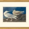 Audubon's Watercolors Octavo Pl. 396, Glaucous Gull