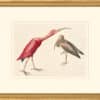 Audubon's Watercolors Octavo Pl. 397, Scarlet Ibis