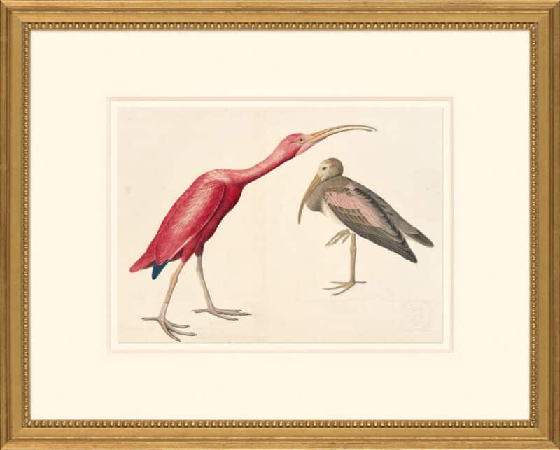 Audubon's Watercolors Octavo Pl. 397, Scarlet Ibis