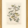 Audubon's Watercolors Octavo Pl. 399, Black-throated Green Warbler,  Blackburnian Warbler, MacGillivray's Warbler, Cape May Warbler, Golden-winged Warbler