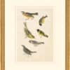 Audubon's Watercolors Octavo Pl. 400, Smith's Longspur, Lesser Goldfinch,  Black-headed Siskin, Western Tanager, Hoary Redpoll, Townsend's Bunting