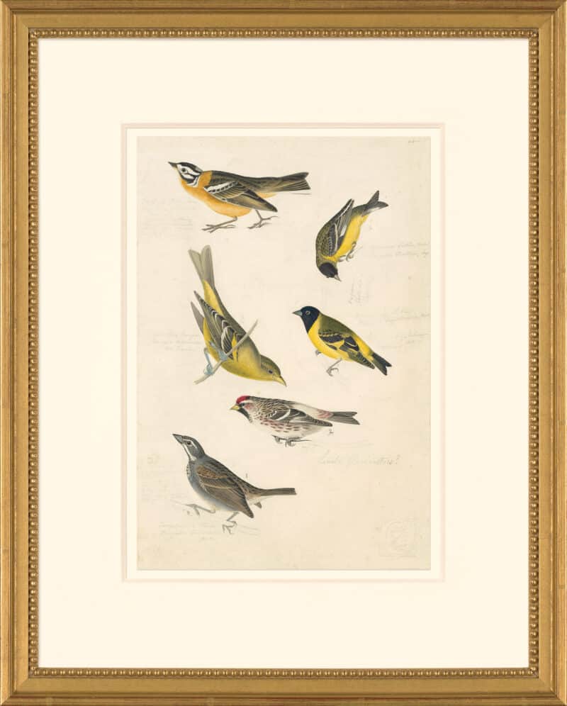 Audubon's Watercolors Octavo Pl. 400, Smith's Longspur, Lesser Goldfinch,  Black-headed Siskin, Western Tanager, Hoary Redpoll, Townsend's Bunting