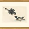 Audubon's Watercolors Octavo Pl. 401, Red-breasted Merganser
