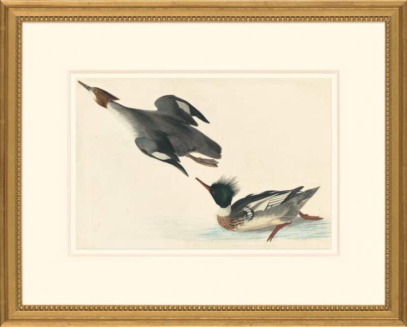 Audubon's Watercolors Octavo Pl. 401, Red-breasted Merganser