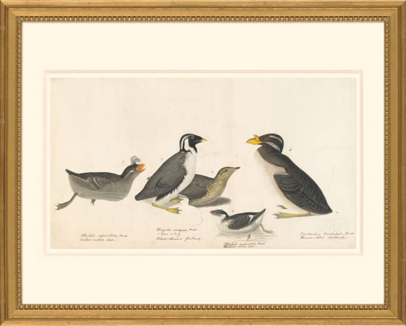 Audubon's Watercolors Octavo Pl. 402, Crested Auklet,  Ancient Murrelet, Least Auklet, Rhinoceros Auklet