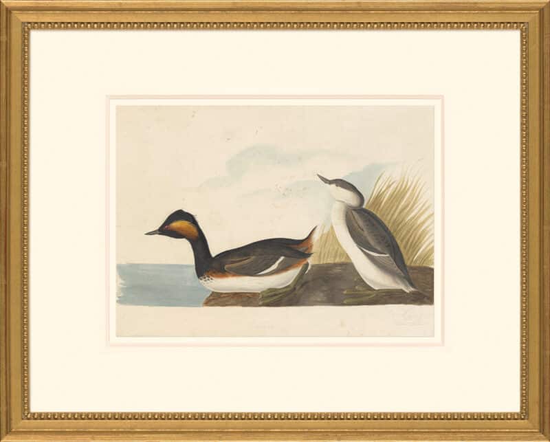 Audubon's Watercolors Octavo Pl. 404, Eared Grebe