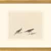 Audubon's Watercolors Octavo Pl. 405, Semipalmated Sandpiper