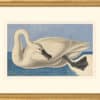 Audubon's Watercolors Octavo Pl. 406, Trumpeter Swan