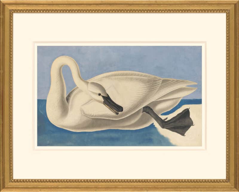 Audubon's Watercolors Octavo Pl. 406, Trumpeter Swan