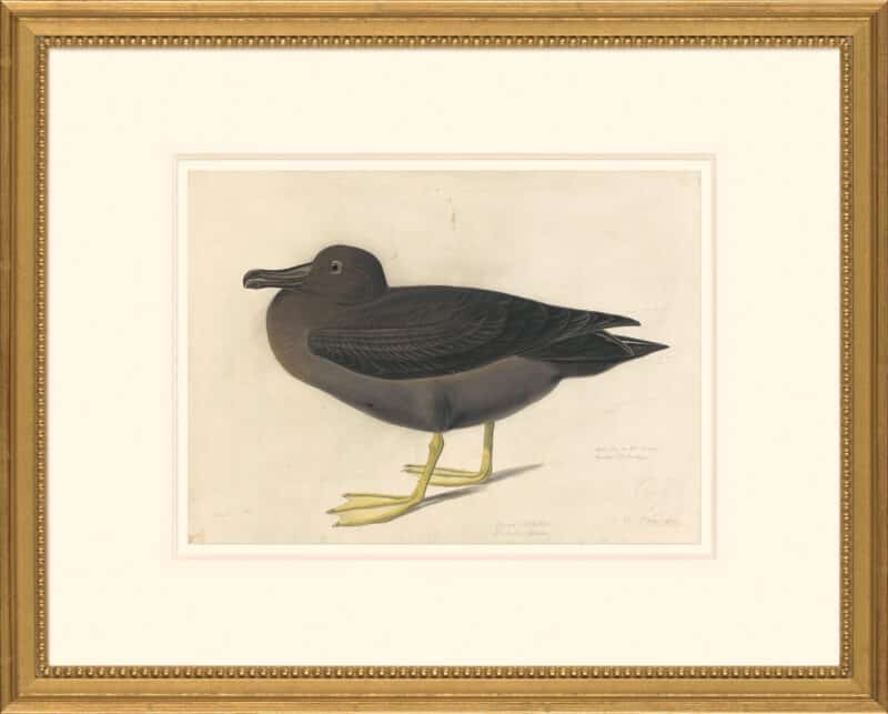 Audubon's Watercolors Octavo Pl. 407, Light-mantled Albatross
