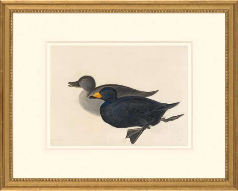 Audubon's Watercolors Octavo Pl. 408, Black Scoter