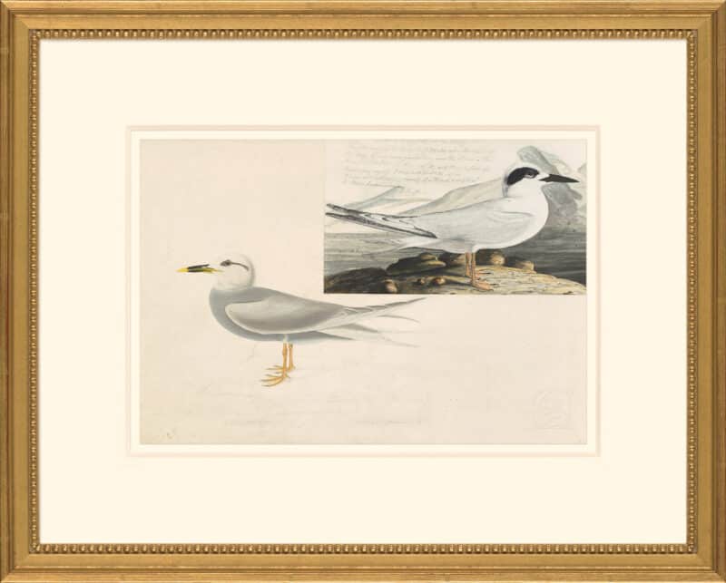 Audubon's Watercolors Octavo Pl. 409, Forster's Tern and Trudeau's Tern