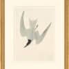 Audubon's Watercolors Octavo Pl. 410, Gull-billed Tern