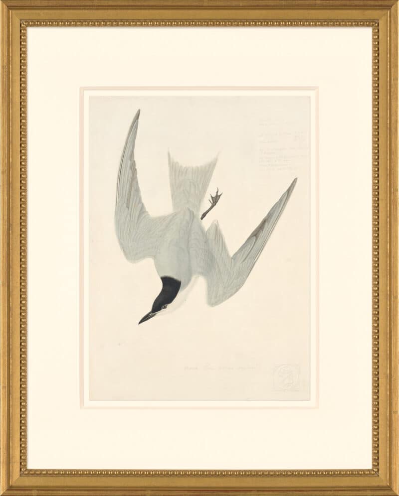 Audubon's Watercolors Octavo Pl. 410, Gull-billed Tern