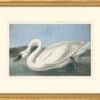 Audubon's Watercolors Octavo Pl. 411, Common American Swan