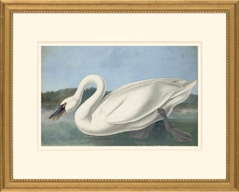 Audubon's Watercolors Octavo Pl. 411, Common American Swan