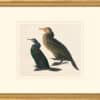 Audubon's Watercolors Octavo Pl. 412, Pelagic Cormorant and Brandt's Cormorant