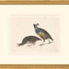 Audubon's Watercolors Octavo Pl. 413, California Quail
