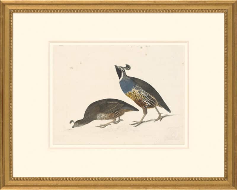 Audubon's Watercolors Octavo Pl. 413, California Quail