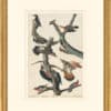 Audubon's Watercolors Octavo Pl. 416, Red-bellied Woodpecker, Northern Flicker, Yellow-bellied Sapsucker, Lewis's Woodpecker and Hairy Woodpecker