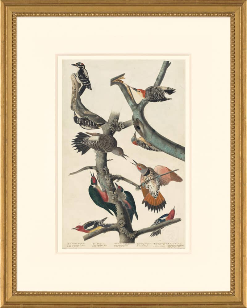 Audubon's Watercolors Octavo Pl. 416, Red-bellied Woodpecker, Northern Flicker, Yellow-bellied Sapsucker, Lewis's Woodpecker and Hairy Woodpecker
