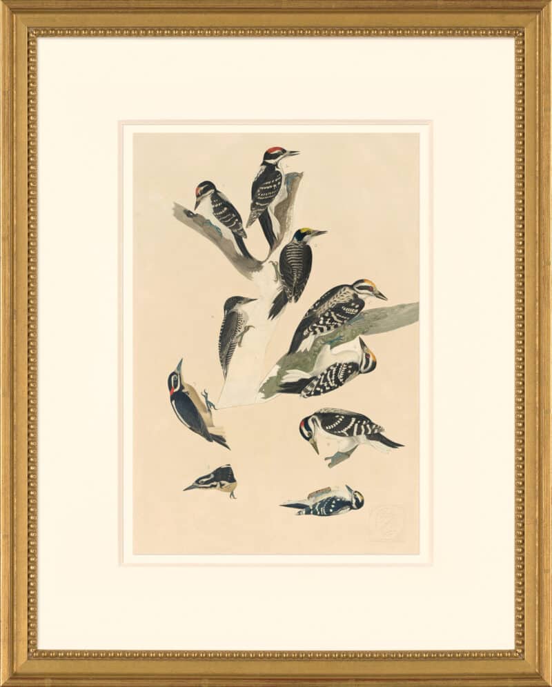 Audubon's Watercolors Octavo Pl. 417, Hairy Woodpecker and Three-toed Woodpecker