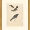 Audubon's Watercolors Octavo Pl. 419, Hermit Thrush, Townsend's Solitaire and Gray Jay