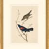 Audubon's Watercolors Octavo Pl. 420, Red-winged Blackbird
