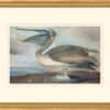 Audubon's Watercolors Octavo Pl. 421, Brown Pelican