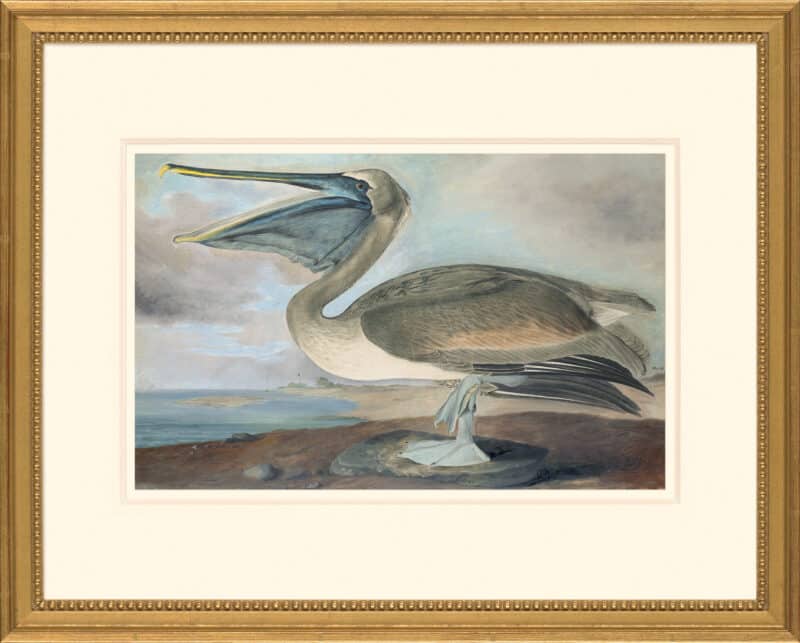 Audubon's Watercolors Octavo Pl. 421, Brown Pelican