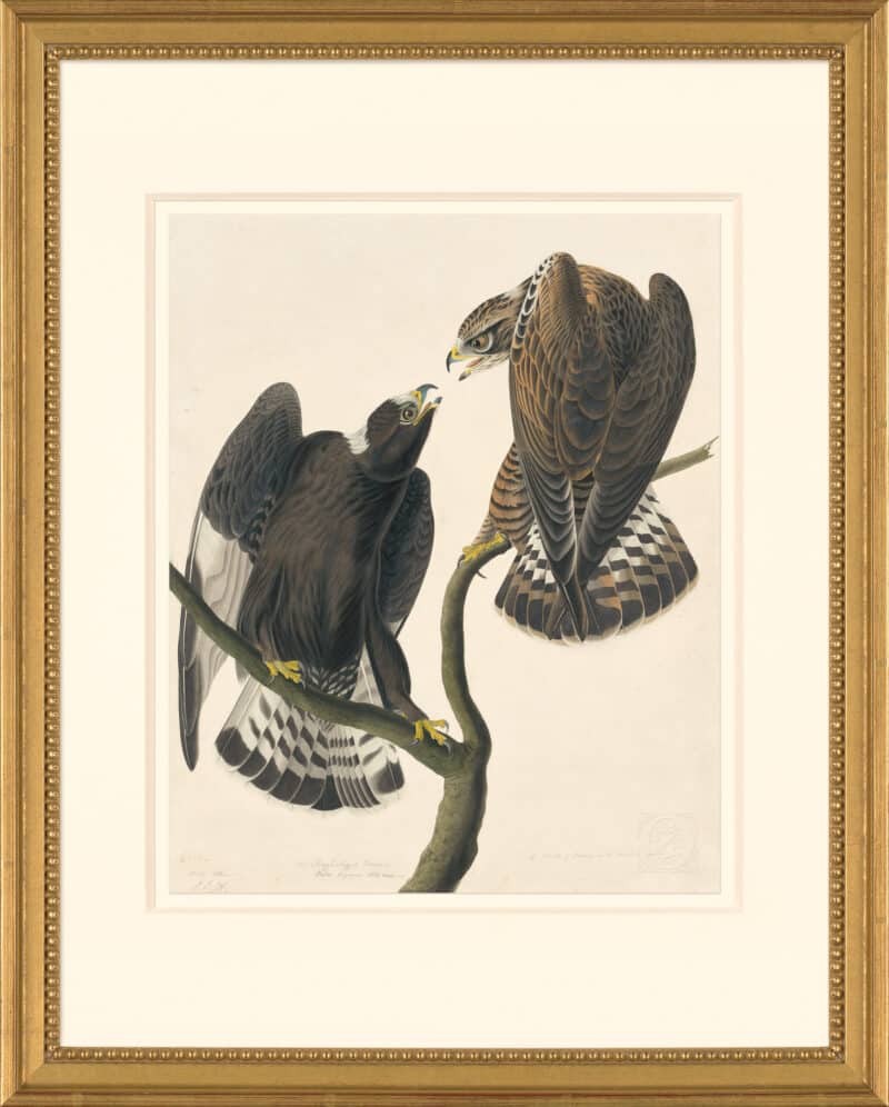 Audubon's Watercolors Octavo Pl. 422, Rough-legged Hawk