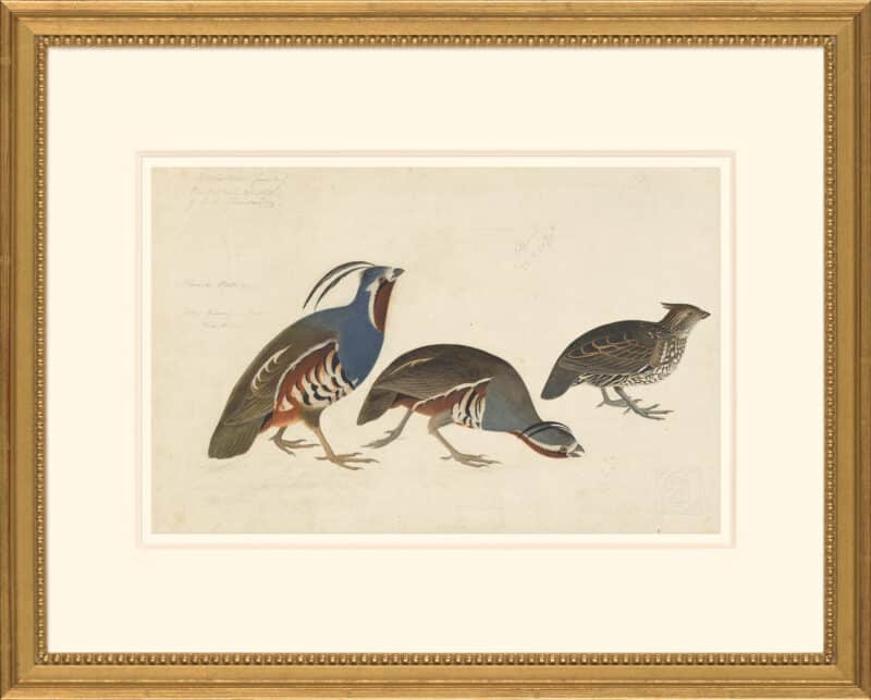 Audubon's Watercolors Octavo Pl. 423, Mountain Quail and Crested Bobwhite