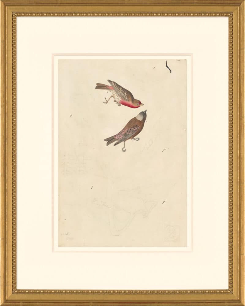 Audubon's Watercolors Octavo Pl. 424, House Finch and Gray-crowned Rosy Finch