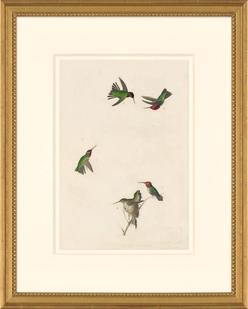 Audubon's Watercolors Octavo Pl. 425, Anna's Hummingbird