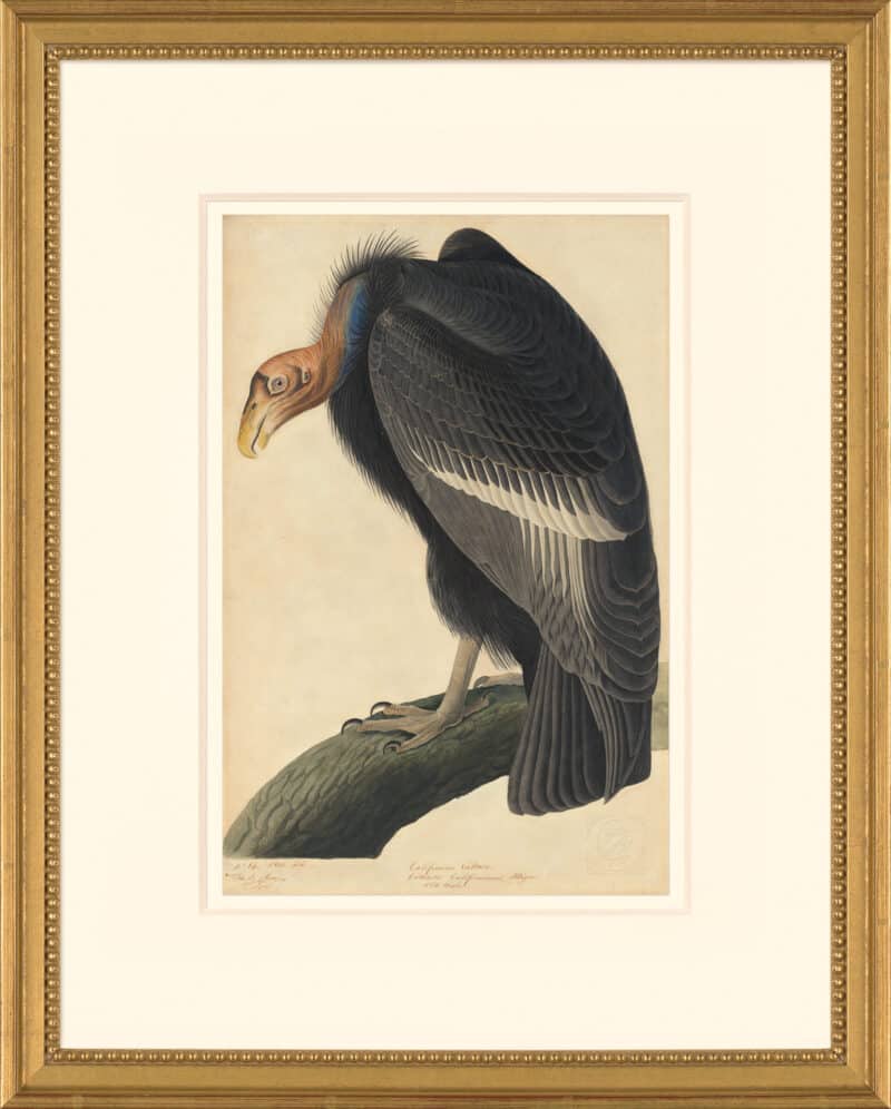 Audubon's Watercolors Octavo Pl. 426, California Condor