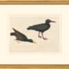 Audubon's Watercolors Octavo Pl. 427, American Black Oyster Catcher