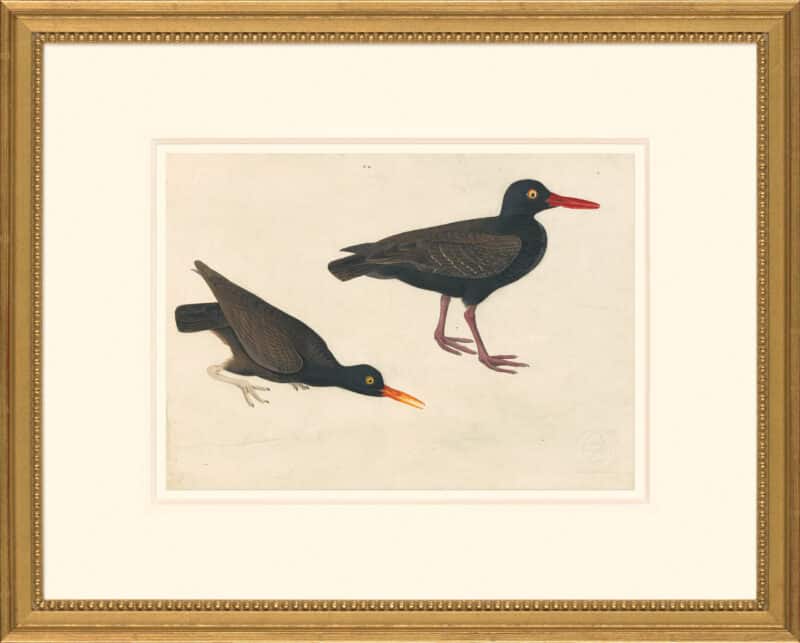Audubon's Watercolors Octavo Pl. 427, American Black Oyster Catcher