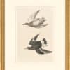 Audubon's Watercolors Octavo Pl. 428, Surfbird